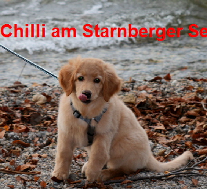 Chilli am See