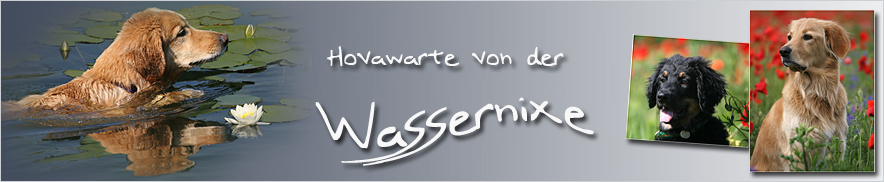 BannerWassernixe