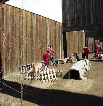 AkiraRHl (3)