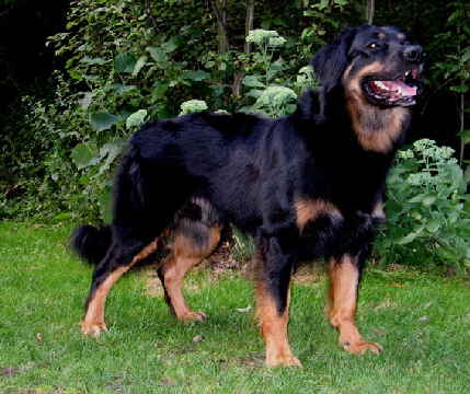 AlaricZTPl