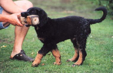Alaricbring