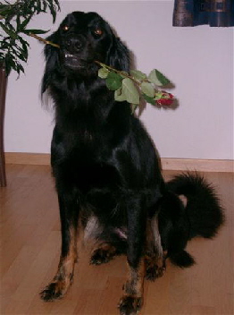 AntaraRose