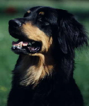 AskaSchoenklein