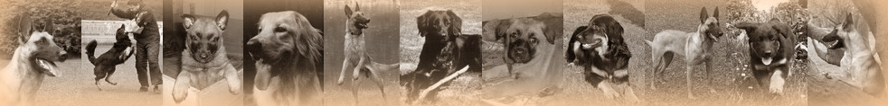fuchsiengartenbanner