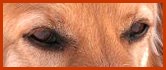 negrolobobanner